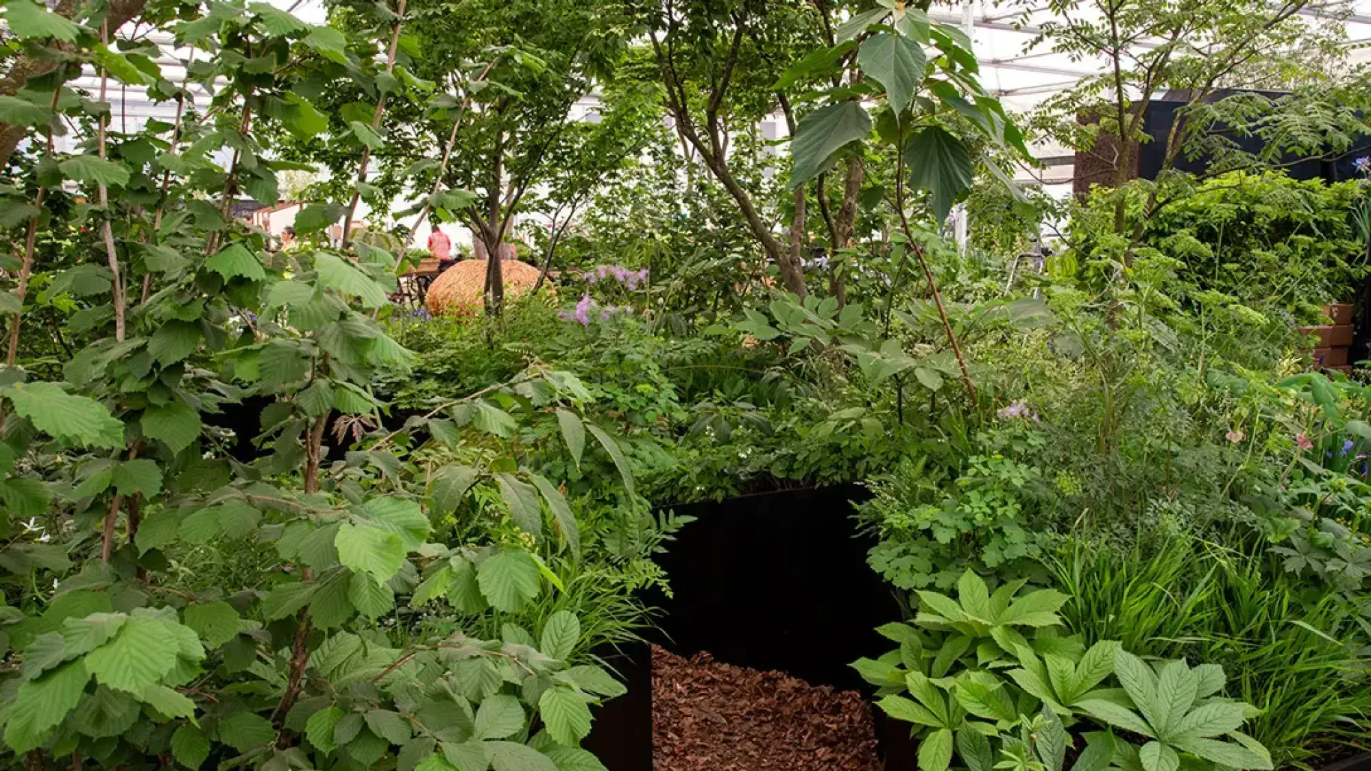 A naturalistic woodland garden with dense green foliage, trees, shrubs, and a dark wood chip path, dotted with delicate pink flowers.