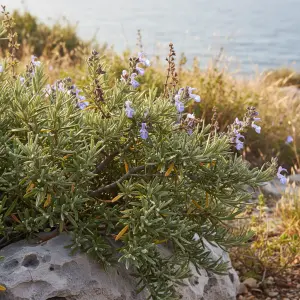 Salvia rosmarinus 'Prostratus'