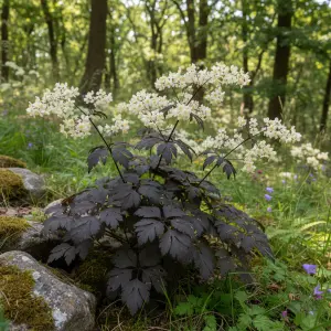 Thalictrum petaloideum 'Ghent Ebony'