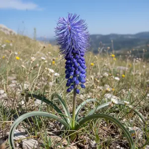 Muscari comosum
