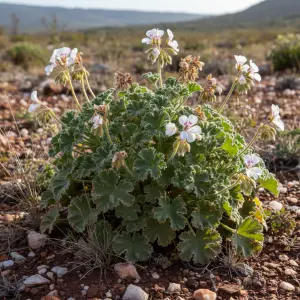 Pelargonium fragrans