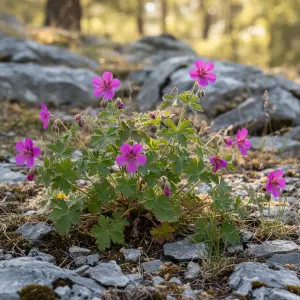 Geranium sanguineum