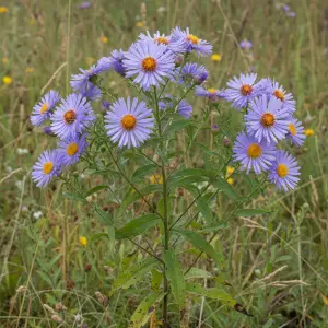 Aster amellus