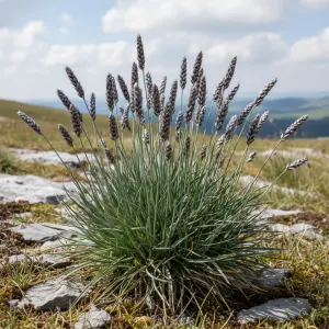 Sesleria caerulea