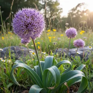 Allium 'Graceful Beauty'