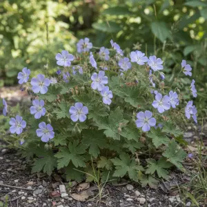 Geranium 'Sabani Blue'