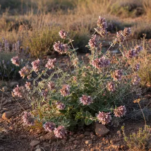 Origanum vulgare 'Bristol Cross'