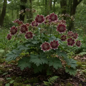 Astrantia major 'Burgundy Manor'