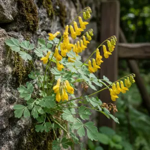 Corydalis lutea