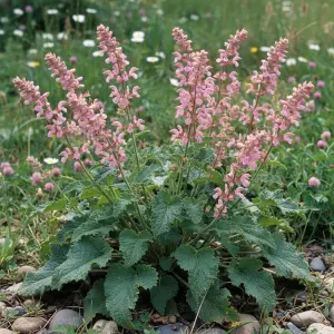 Salvia pratensis 'Rose'