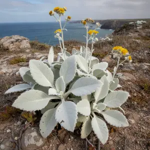 Senecio 'Angel Wings'