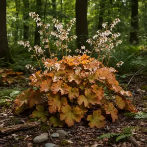 Heuchera 'Marmalade'