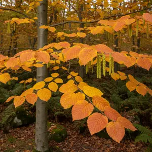 Carpinus betulus 'Orange Retrac'