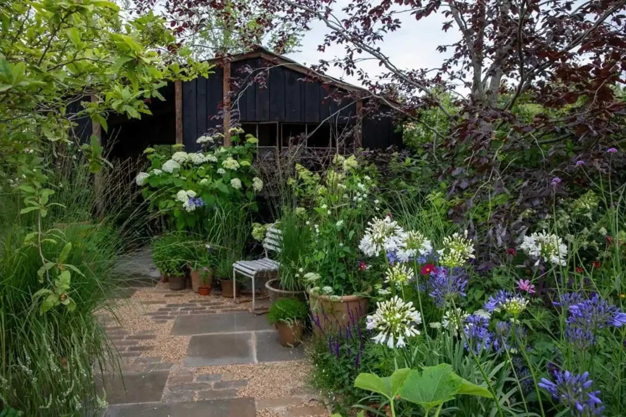 An informal garden with a dark timber shed, a stone and gravel path, and lush planting of white hydrangeas, purple agapanthus, and grasses.