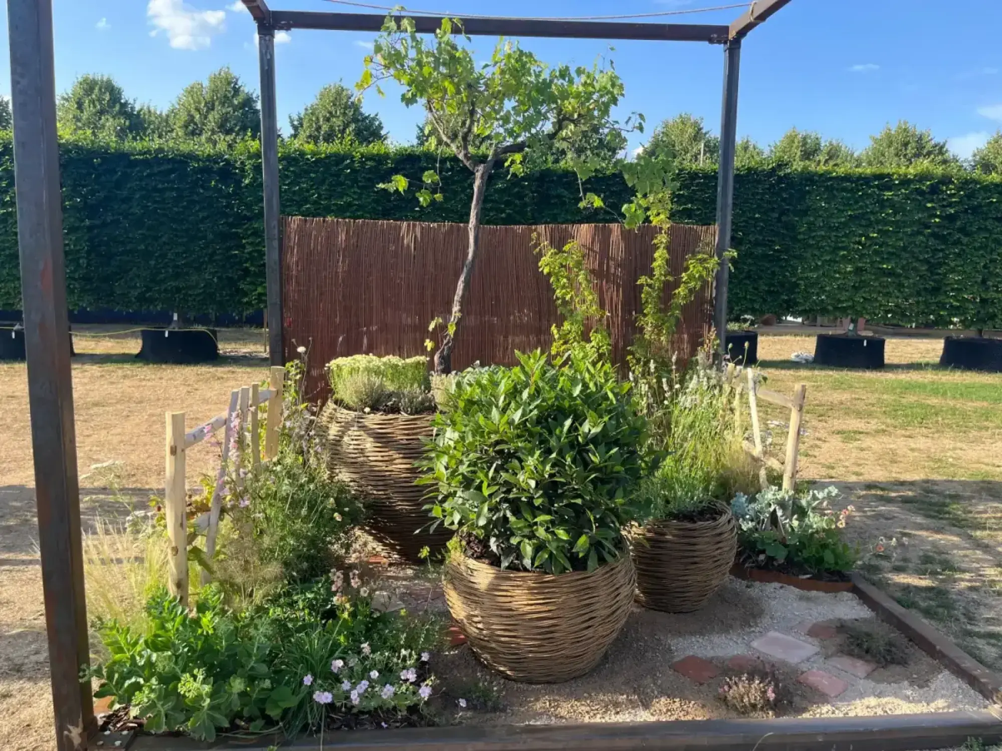 A compact cube garden with a central trained grapevine, large woven willow planters, a gravel path with terracotta stepping stones, all framed by a dark metal structure.