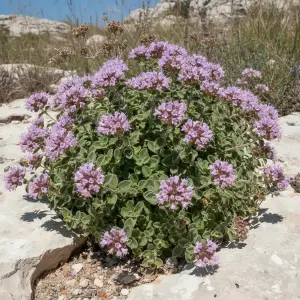 Origanum vulgare 'Nanum'
