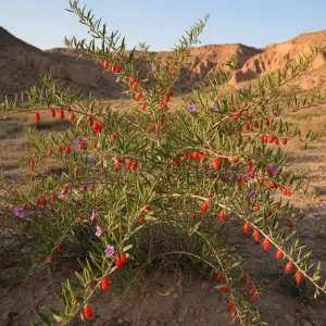 Lycium barbarum
