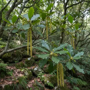 Quercus glauca