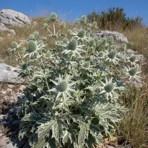 Eryngium variifolium