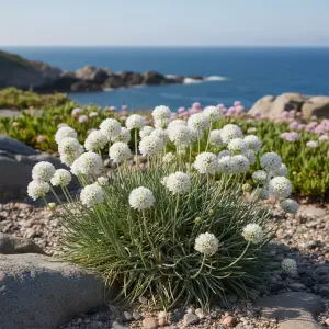 Armeria maritima 'Morning Star White'