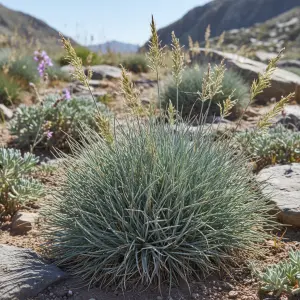 Festuca glauca 'Intense Blue'