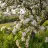 Malus spp.