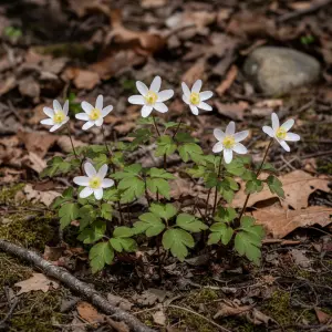 Anemonella thalictroides