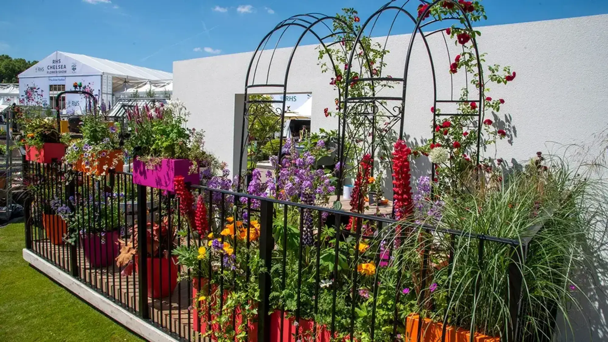 A vibrant balcony garden featuring black metal arches, colourful container planters filled with red roses, purple, orange, and red spiky flowers, and ornamental grasses, set against a white wall.