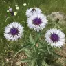 Centaurea montana 'Purple Heart'