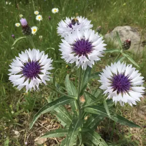 Centaurea montana 'Purple Heart'