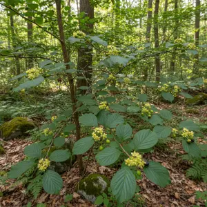 Rhamnus cathartica