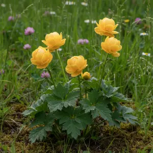 Trollius europaeus