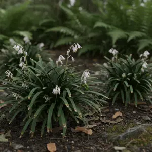 Ophiopogon japonicus