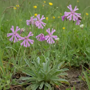 Silene flos-cuculi
