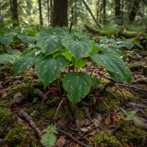 Asarum caudatum