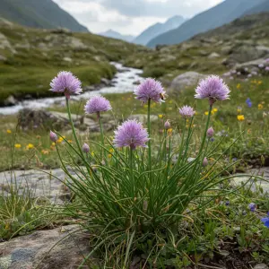 Allium schoenoprasum