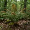 Dryopteris erythrosora