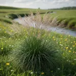 Deschampsia cespitosa