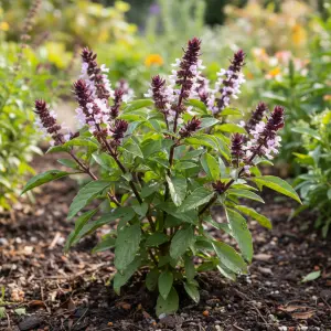 Ocimum basilicum 'Siam Queen'