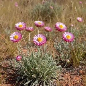 Helipterum roseum