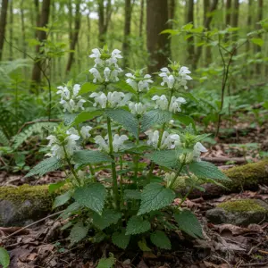 Lamium album