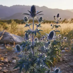 Eryngium × olivierianum 'Big Blue'
