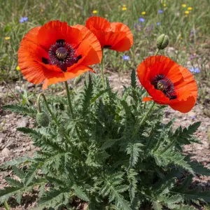 Papaver orientale 'Brilliant'