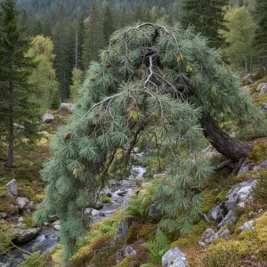 Pinus strobus 'Weithorst'