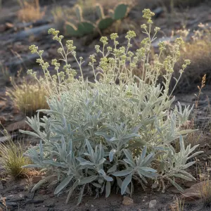 Artemisia ludoviciana 'Valerie Finnis'