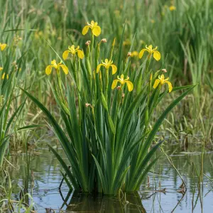 Iris pseudacorus
