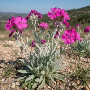Lychnis coronaria