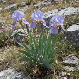 Iris pallida 'Pallida'