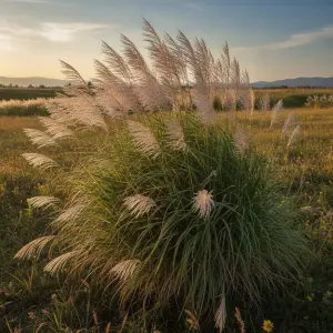 Miscanthus sinensis