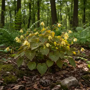 Epimedium × perralchicum 'Fröhnleiten'